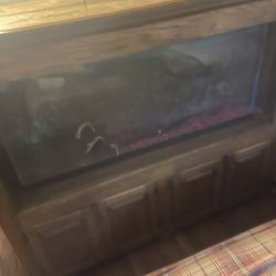 Fish Tank 