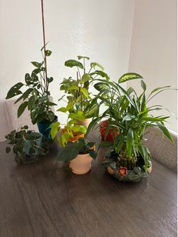 Indoor Plants (7)