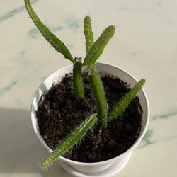 Hylocereus Undatus ‘Dragon Fruit Cactus’ (Outdoor & Indoor Live Plant)