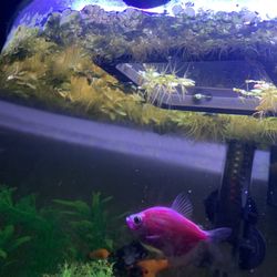Salvinia Minima, Common Salvinia Aquarium Floating Plants 