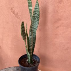 Snake Plant
