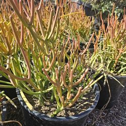 Pencil Succulent