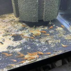 Fish Tank Decorations 