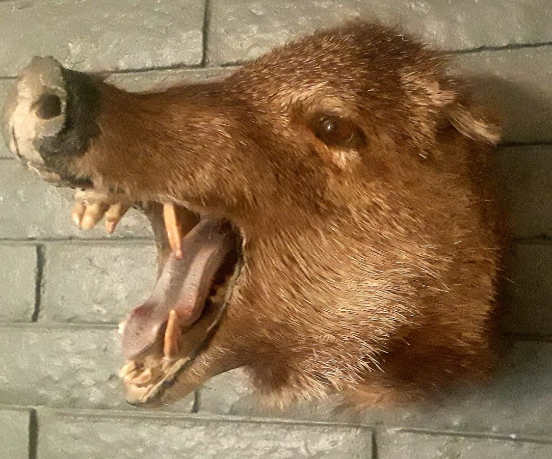 Javelina TAXIDERMY mount.