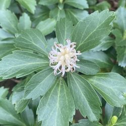 Pachysandra Plants - Every year bloom evergreens