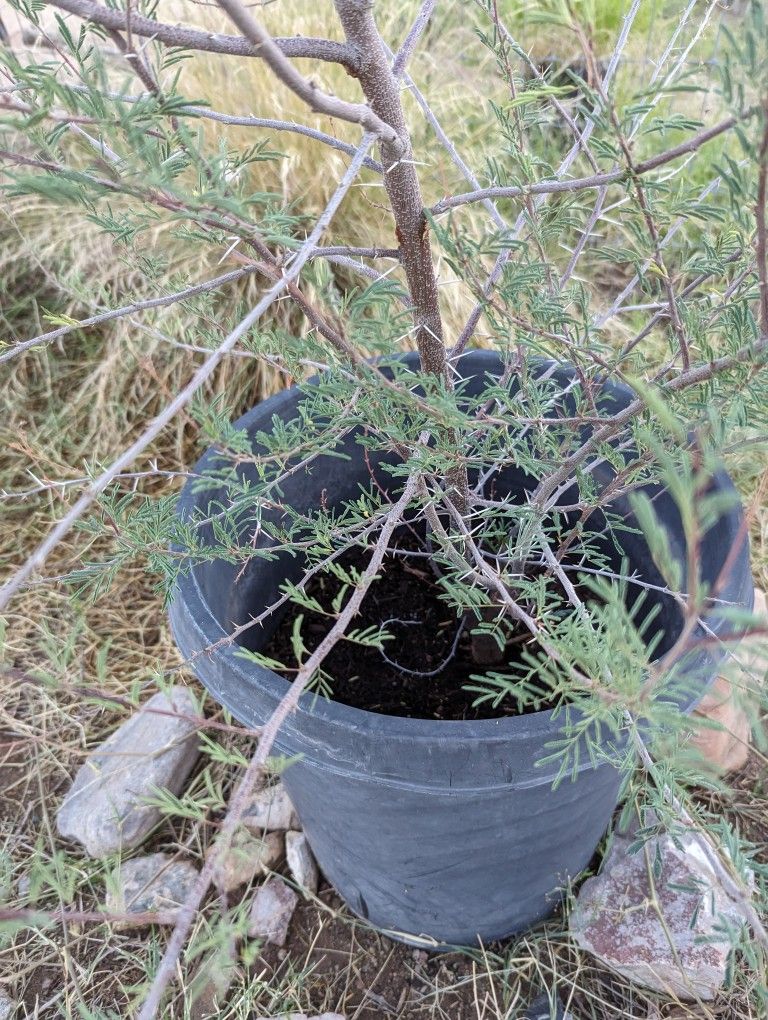 Mesquite Tree