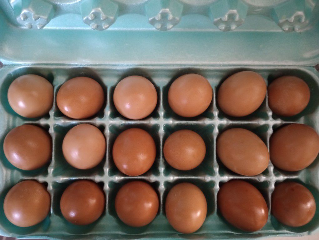 Fresh Farm Eggs For Sale