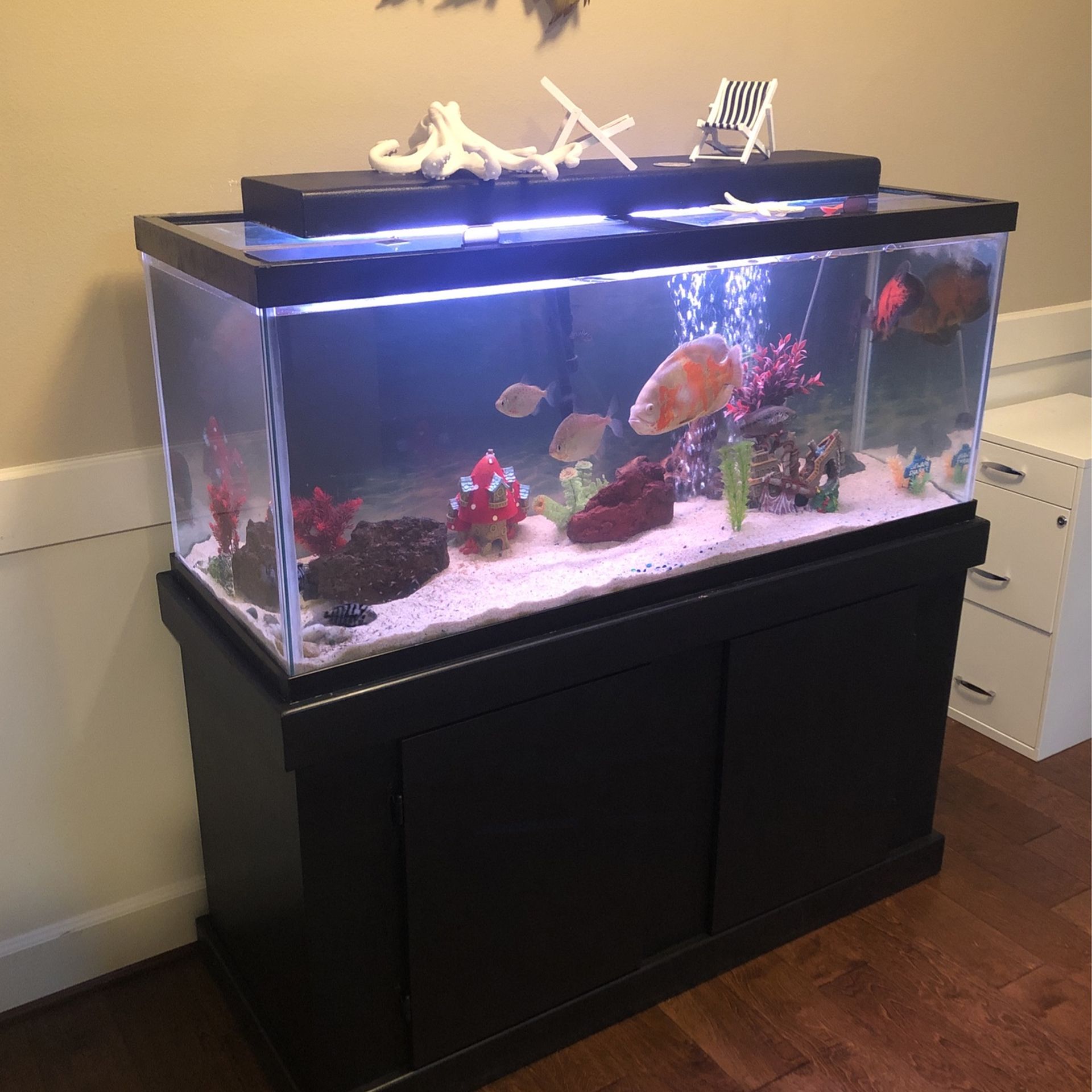 Fish Tank/Aquarium 75 gallons