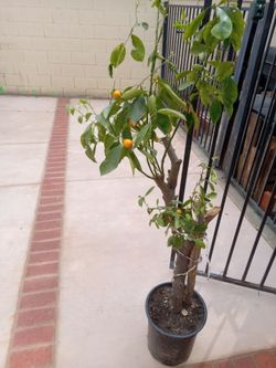 Kumquat tree already has fruiting