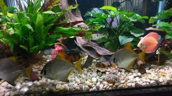 fish tank please read description pet supplies in fish tank please read description pet supplies in