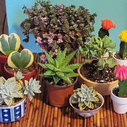 Plant Friends 💗