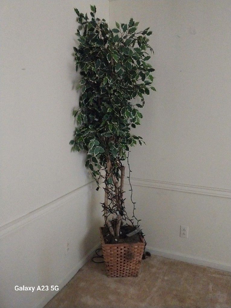 Indoor Plant 7ft Tall