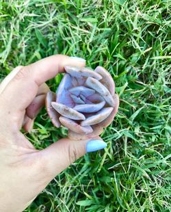 Echeveria Lilacina Variegata