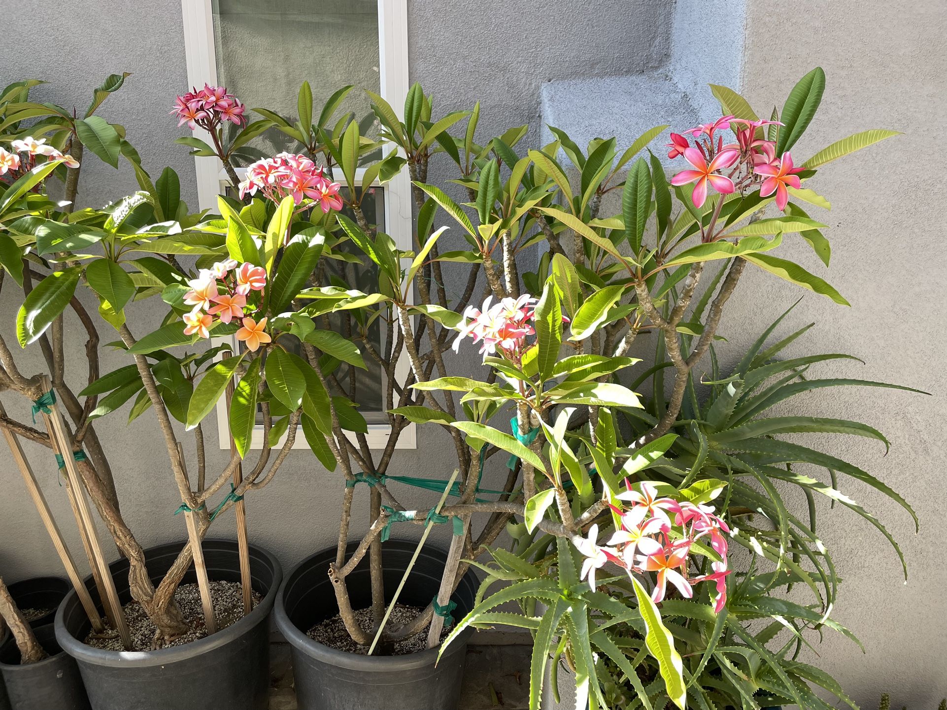 Plumerias