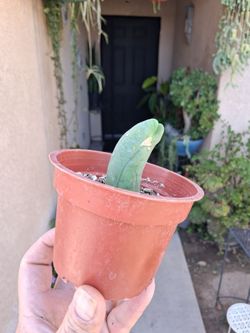 Penis Cactus 🌵 Plant $15