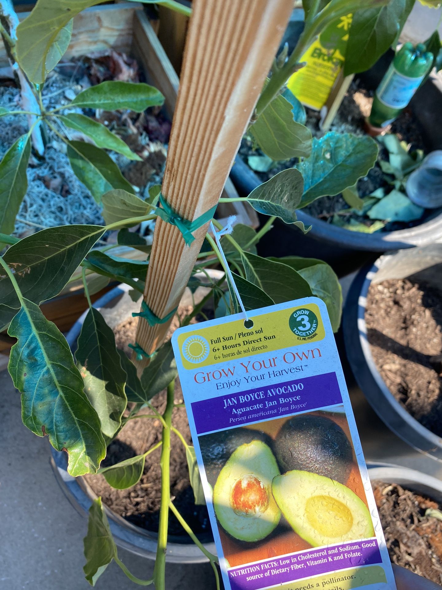 Premium Avocado Trees: Jan Boyce, Kona Sharwil, GEM, Carmen, Reed & Nabal