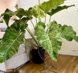 care of philodendron knight ceramic Philodendron Erubescens 'Skittles' ('White Knight Quadricolor') (wk18-   Rare Plant Fairy