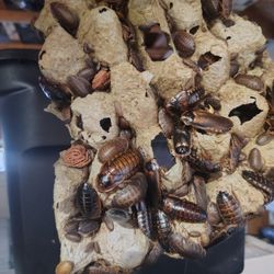 Dubias Roches Feeders