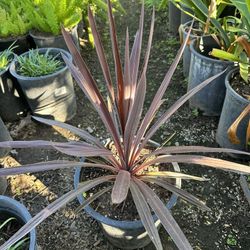 Cordyline