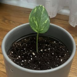Golden Pothos Baby
