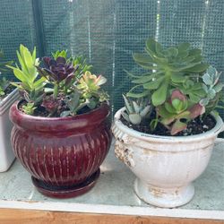 Beautifully Potted Succulents