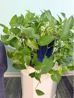 Large beautiful pot with pothos