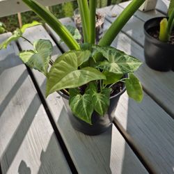 Alocasia Odora And Arrowhead Plant 