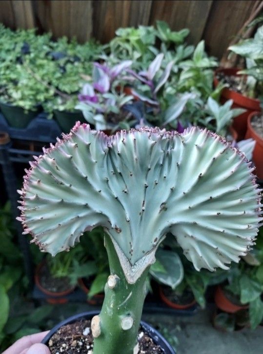 Plant Sale On Sunday IN San Lorenzo All Types Avail
