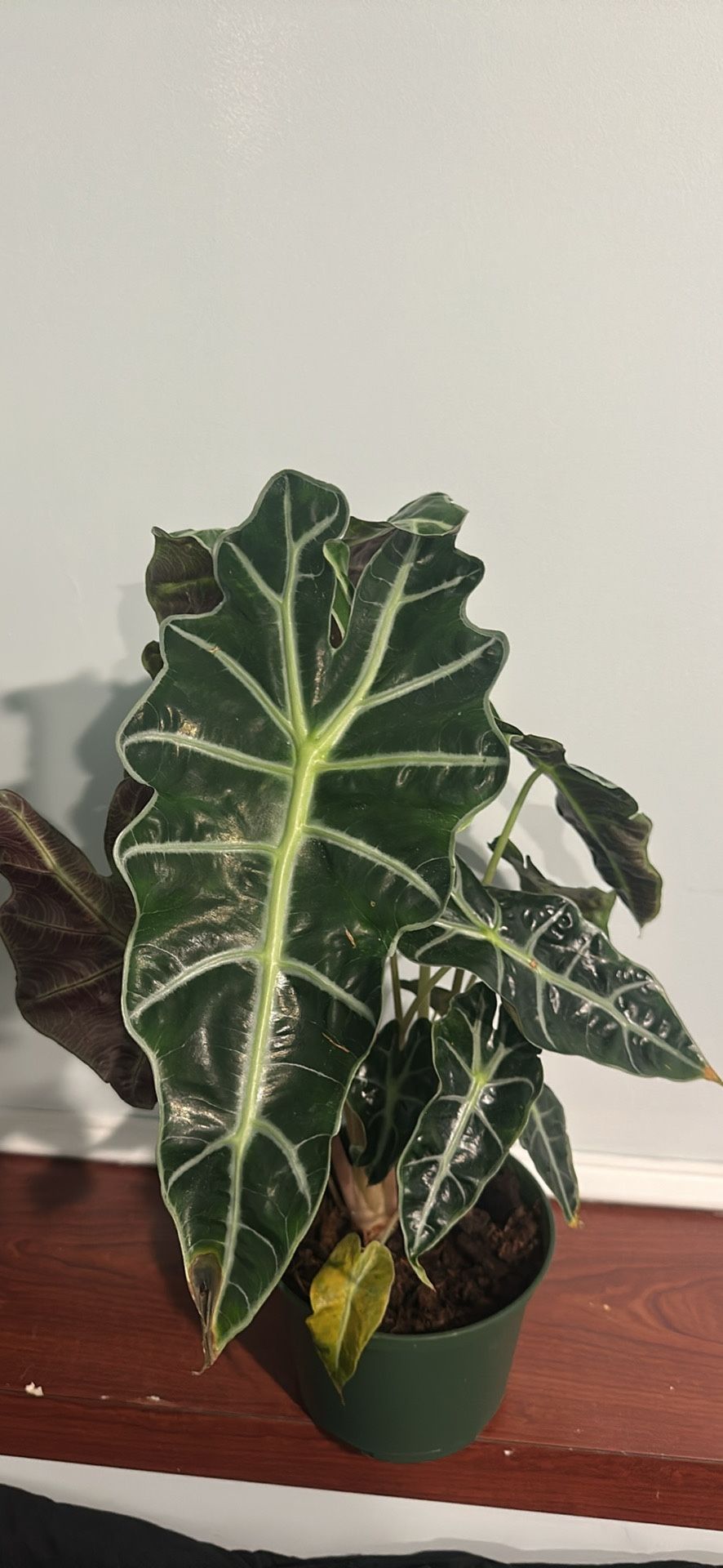 Alocasia Polly (African Mask Plant)