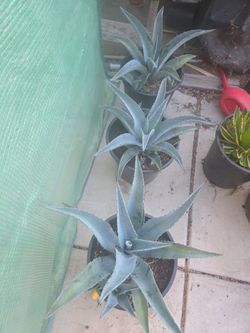 Agave americana