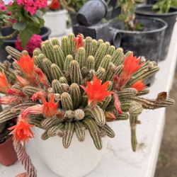 Cactus anaranjado