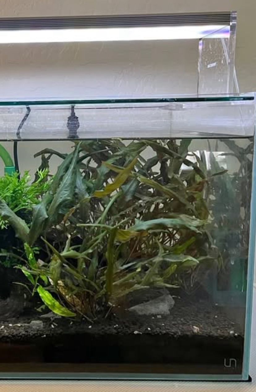 Free Aquarium Plants 