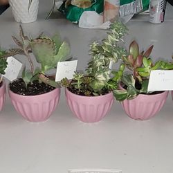 Succulent Arrangements