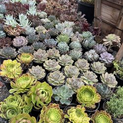 Memorial Weekend Sale Succulents In One Gallon Pots $6 Each 