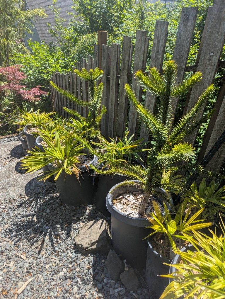 Monkey Puzzle trees