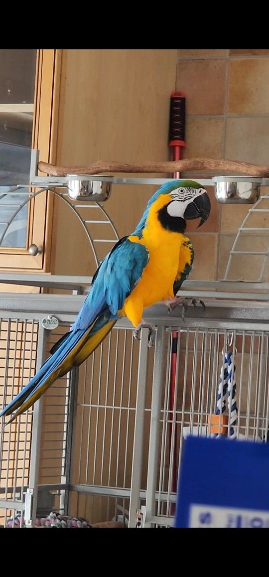 Macaw Cage For Adoption