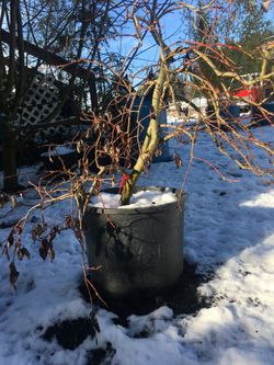 Weeping Willow Bonsai 