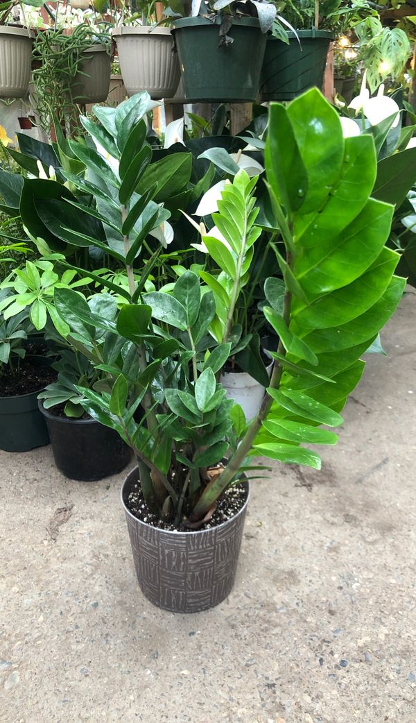 Zz plant for Sale in Modesto, CA - OfferUp
