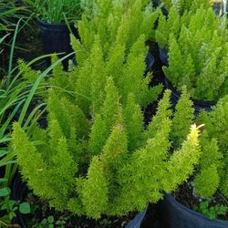 FOXTAIL FERN PRIVACY HEDGE PLANTS 3GL $8🌿💚