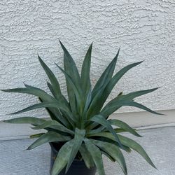 Smooth Agave Live Plant 