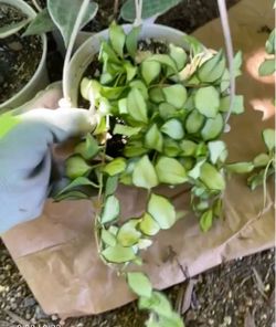 Specialty***Full/lush/trailing Hoya Heuschkeliana Variegated (6” pot); pet safe 95820