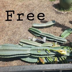 Free Cactus