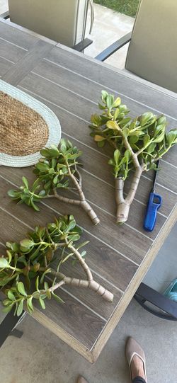 Jade plant bundle