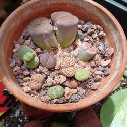 Totmons Lithops Dream Garden in 4inch terracotta