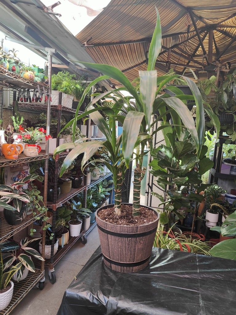 Dracaena Indoor Plant