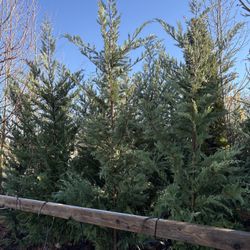 Leyland Cypress Trees (9’-10’)