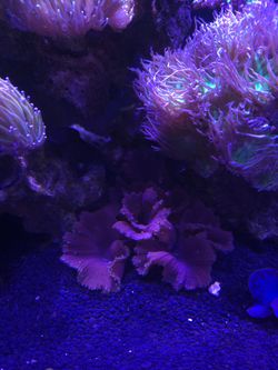 Fake Aquarium Decoration Purple with green polyp cabbage leather coral