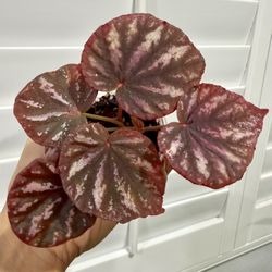 Begonia Candy Stripes