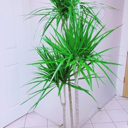 baby monstera Monstera Deliciosa, Juvenile- Small