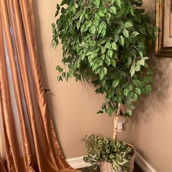 HOME DECOR - 6 Feet Artificial FICUS TREE with BASKET
